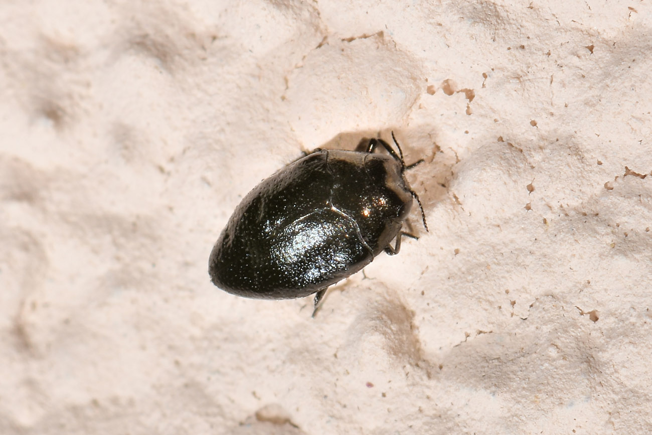 Buprestidae: E'' un Trachys troglodytes? S.